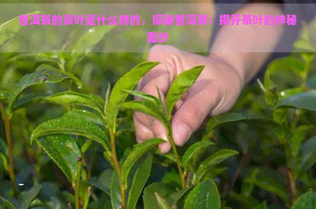 普洱茶的茶叶是什么样的，探秘普洱茶：揭开茶叶的神秘面纱