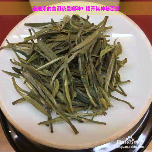 最难采的普洱茶是哪种？揭开其神秘面纱