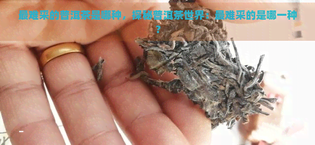 最难采的普洱茶是哪种，探秘普洱茶世界：最难采的是哪一种？