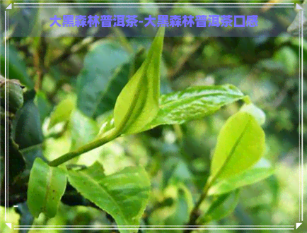 大黑森林普洱茶-大黑森林普洱茶口感