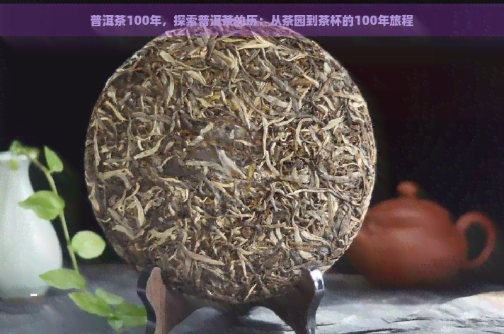 普洱茶100年，探索普洱茶的历：从茶园到茶杯的100年旅程