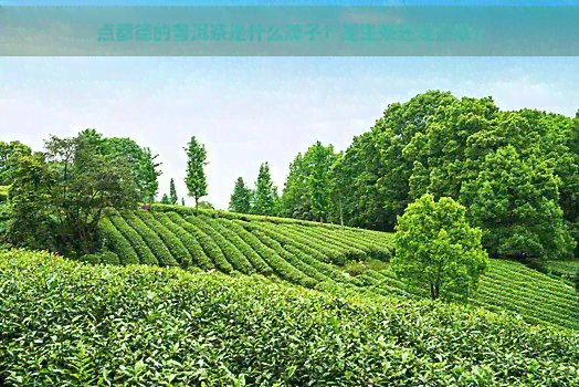 点都德的普洱茶是什么牌子？是生茶还是熟茶？