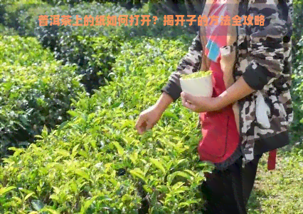 普洱茶上的纸如何打开？揭开子的方法全攻略