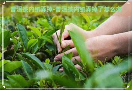 普洱茶内纸弄掉-普洱茶内纸弄掉了怎么办