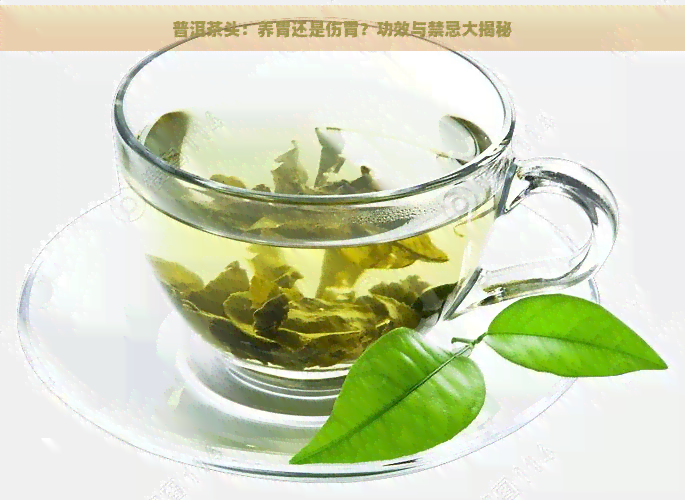 普洱茶头：养胃还是伤胃？功效与禁忌大揭秘