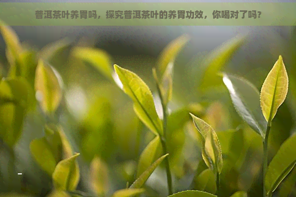 普洱茶叶养胃吗，探究普洱茶叶的养胃功效，你喝对了吗？