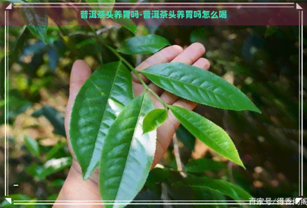 普洱茶头养胃吗-普洱茶头养胃吗怎么喝