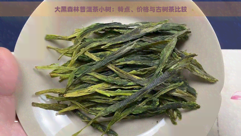 大黑森林普洱茶小树：特点、价格与古树茶比较