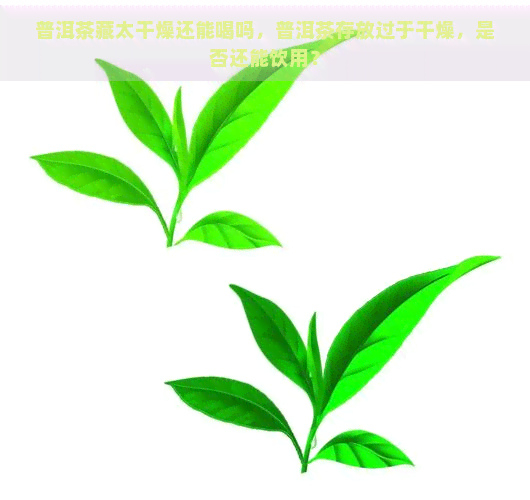 普洱茶藏太干燥还能喝吗，普洱茶存放过于干燥，是否还能饮用？