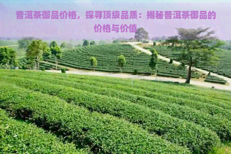 普洱茶御品价格，探寻顶级品质：揭秘普洱茶御品的价格与价值