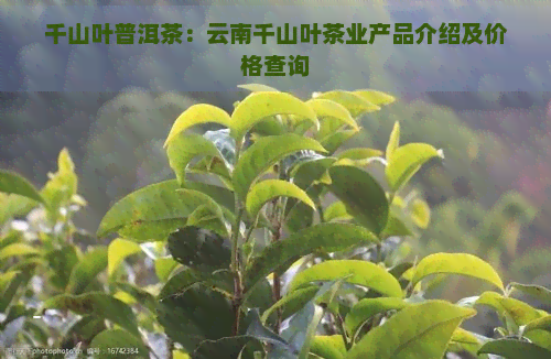 千山叶普洱茶：云南千山叶茶业产品介绍及价格查询