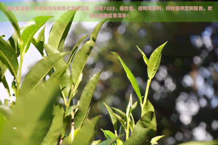 德信普洱茶：专业制作与销售优质普洱茶，包括7223、德合信、德鸣等系列，同时提供定制服务。欢迎咨询德信普洱茶！