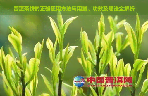 普洱茶饼的正确使用方法与用量、功效及喝法全解析