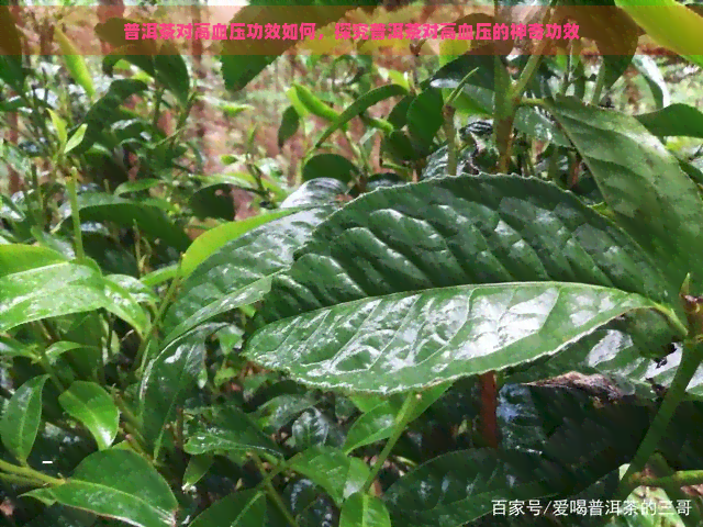 普洱茶对高血压功效如何，探究普洱茶对高血压的神奇功效