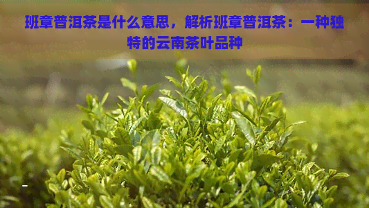 班章普洱茶是什么意思，解析班章普洱茶：一种独特的云南茶叶品种