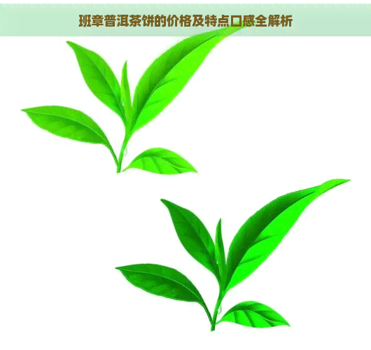 班章普洱茶饼的价格及特点口感全解析