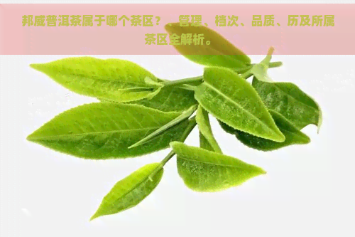 邦威普洱茶属于哪个茶区？、管理、档次、品质、历及所属茶区全解析。