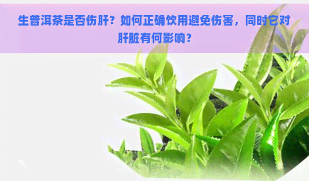 生普洱茶是否伤肝？如何正确饮用避免伤害，同时它对肝脏有何影响？