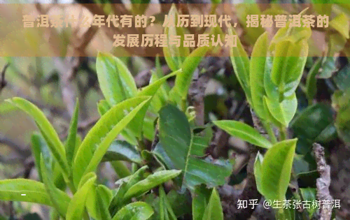 普洱茶什么年代有的？从历到现代，揭秘普洱茶的发展历程与品质认知