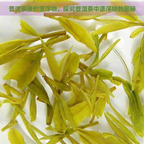 普洱茶里的漂浮物，探究普洱茶中漂浮物的奥秘