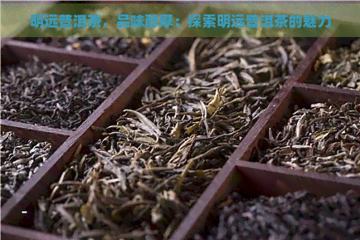 明远普洱茶，品味醇厚：探索明远普洱茶的魅力