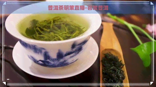 普洱茶明策直播-茗策普洱