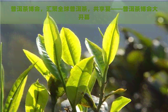 普洱茶博会，汇聚全球普洱茶，共享宴——普洱茶博会大开幕