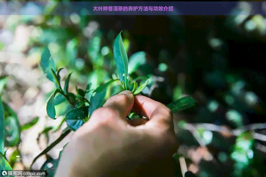 大叶种普洱茶的养护方法与功效介绍