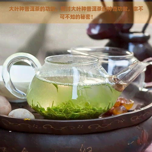 大叶种普洱茶的功效，探讨大叶种普洱茶的神奇功效，你不可不知的秘密！