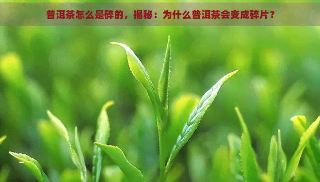 普洱茶怎么是碎的，揭秘：为什么普洱茶会变成碎片？