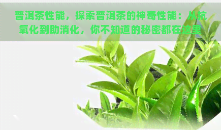 普洱茶性能，探索普洱茶的神奇性能：从抗氧化到助消化，你不知道的秘密都在这里！