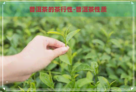 普洱茶的茶行性-普洱茶性质