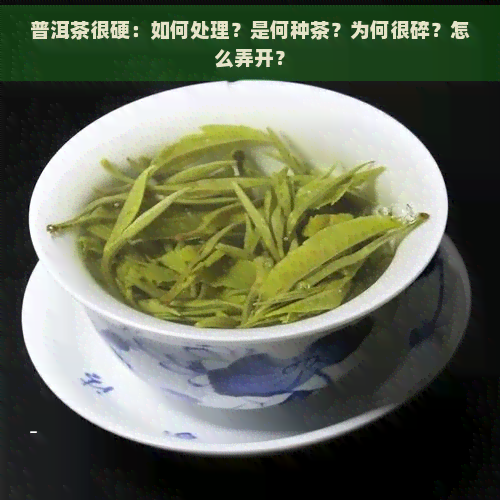 普洱茶很硬：如何处理？是何种茶？为何很碎？怎么弄开？