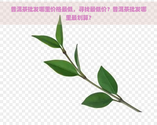 普洱茶批发哪里价格更低，寻找更低价？普洱茶批发哪里最划算？